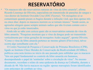RESERVATÓRIO "Os macacos não são reservatórios naturais do vírus da febre amarela", afirma Ricardo Lourenço de Oliveira, especialista em transmissão de parasitas do sangue e vice-diretor do Instituto Oswaldo Cruz (IOC-Fiocruz). "Os mosquitos só se contaminam quando picam os bugios durante a infecção viral, que dura apenas três ou cinco dias: depois os macacos morrem ou se tornam imunes." Sendo assim, as agressões atingem quase sempre animais sadios que não tiveram contato com o vírus ou que já estão imunizados.    Ainda não se sabe com certeza quais são os reservatórios naturais do vírus da febre amarela. "Pesquisas mostram que o vírus da dengue pode ser transmitido verticalmente por várias gerações de mosquitos Aedes aegypti", aponta Oliveira. "Como o vírus da febre amarela pertence ao mesmo gênero (Flavivirus), talvez ocorra algo semelhante com ele."    O Centro Nacional de Pesquisa e Conservação de Primatas Brasileiros (CPB), ligado ao Instituto Chico Mendes de Conservação da Biodiversidade (ICMBio), publicou uma nota técnica no início do ano passado para sublinhar que os macacos "têm um papel fundamental no controle da febre amarela em humanos, desempenhando o papel de 'sentinelas' sobre a circulação do vírus". No mesmo documento, recordam o relato de uma epidemia da doença na Colômbia, durante a década de 40. Não havia macacos na região: apenas marsupiais foram identificados com anticorpos de combate ao vírus. 