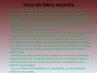 Vírus da febre amarela Pertence à família dos flavivirus, e o seu genoma é de RNA simples de sentido positivo (pode ser usado directamente como um RNA para a síntese proteica). Produz cerca de 10 proteínas, sendo 7 constituintes do seu capsídeo, e é envolvido por envelope bílipidico. Multiplica-se no citoplasma e os virions descendentes invaginam para o retículo endoplasmático da célula-hóspede, a partir do qual são depois exocitados. Tem cerca de 50 nanómetros de diâmetro.   O Mosquito que vem de longe picar os seres humanos tem apresentado mutações sérias. No caminho entre picar o macaco e se contaminar e picar uma pessoa, muitos picam bois em engorda com altos niveis de hormonio. Isso vem causando a mutação não so do mosquito transmissor mas tambem do virus da Febre Amarela. Ja foram encontrados virus Super resistentes as drogas atuais que podem contagiar um ser humano em poucas horas.   Muitos danos são causados pelos complexos de anticorpos produzidos. O grande número de vírus pode produzir massas de anticorpos ligados a inúmeros vírus e uns aos outros que danificam o endotélio dos vasos, levando a hemorragias.   Os vírus infectam principalmente os macrógafos, que são células de defesa do nosso corpo. 