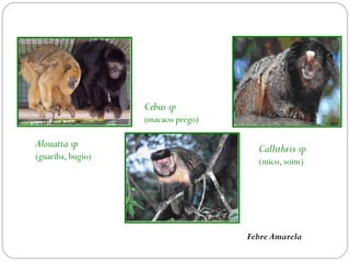 Alouatta sp
(guariba, bugio)
Foto: Rodrigo delValle
Cebus sp
(macaco prego)
Callithrix sp
(mico, soim)
Febre Amarela
 