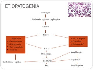 ETIOPATOGENIA
Inoculação
Linfonodos regionais (replicação)
Viremia
Fígado
Hepatócito
• Transaminases
• Glicogenólise
• Fat. Coagulação
• Icterícia
Insuficiência Hepática
CIVD
Cels. De Kupffer
• Cl insulina
• Detoxicação*
Vasodilatação
Hipotensão
Encefalopatia*
Hemorragia
CHOQUE
IRA
 