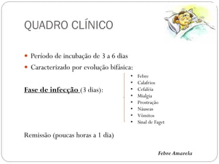 QUADRO CLÍNICO
 Período de incubação de 3 a 6 dias
 Caracterizado por evolução bifásica:
Fase de infecção (3 dias):
Remissão (poucas horas a 1 dia)
• Febre
• Calafrios
• Cefaléia
• Mialgia
• Prostração
• Náuseas
• Vômitos
• Sinal de Faget
Febre Amarela
 