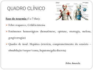 QUADRO CLÍNICO
Fase de toxemia (5 a 7 dias):
 Febre reaparece, Cefaléia intensa
 Fenômenos hemorrágicos (hematêmese, epistaxe, otorragia, melena,
gengivorragias)
 Quadro de insuf. Hepática (icterícia, comprometimento do sensório –
obnubilação/torpor/coma, hepatomegalia discreta)
Febre Amarela
 
