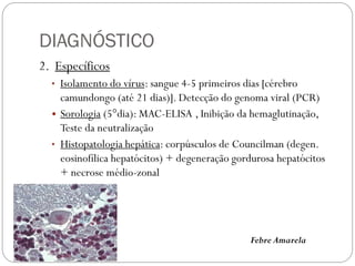 DIAGNÓSTICO
2. Específicos
• Isolamento do vírus: sangue 4-5 primeiros dias [cérebro
camundongo (até 21 dias)]. Detecção do genoma viral (PCR)
• Sorologia (5°dia): MAC-ELISA , Inibição da hemaglutinação,
Teste da neutralização
• Histopatologia hepática: corpúsculos de Councilman (degen.
eosinofílica hepatócitos) + degeneração gordurosa hepatócitos
+ necrose médio-zonal
Febre Amarela
 