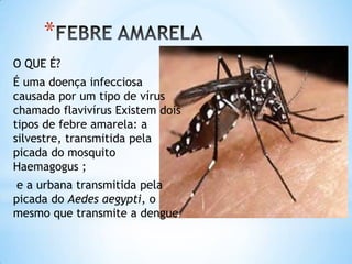 *
O QUE É?

É uma doença infecciosa
causada por um tipo de vírus
chamado flavivírus Existem dois
tipos de febre amarela: a
silvestre, transmitida pela
picada do mosquito
Haemagogus ;
e a urbana transmitida pela
picada do Aedes aegypti, o
mesmo que transmite a dengue

 