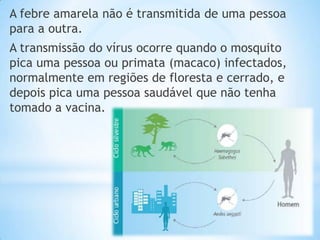 A febre amarela não é transmitida de uma pessoa
para a outra.

A transmissão do vírus ocorre quando o mosquito
pica uma pessoa ou primata (macaco) infectados,
normalmente em regiões de floresta e cerrado, e
depois pica uma pessoa saudável que não tenha
tomado a vacina.

 