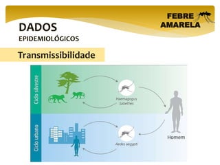 DADOS
EPIDEMIOLÓGICOS
FEBRE
AMARELA
Transmissibilidade
 