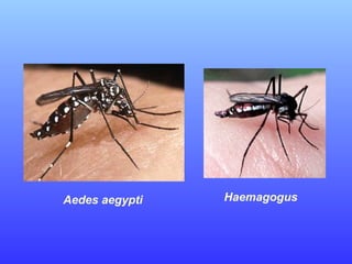 Aedes aegypti Haemagogus
 