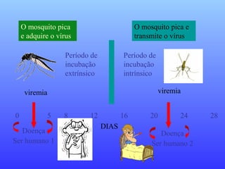 O mosquito pica
e adquire o vírus
O mosquito pica e
transmite o vírus
Período de
incubação
extrínsico
Período de
incubação
intrínsico
viremia viremia
Doença
Ser humano 1
0 5 8 12 16 20 24 28
Doença
Ser humano 2
DIAS
 