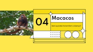 04
Macacos
Será que eles transmitem a doença?
 