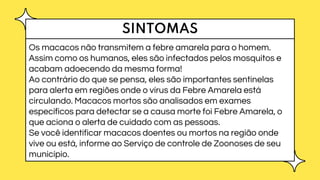 SINTOMAS
Os macacos não transmitem a febre amarela para o homem.
Assim como os humanos, eles são infectados pelos mosquitos e
acabam adoecendo da mesma forma!
Ao contrário do que se pensa, eles são importantes sentinelas
para alerta em regiões onde o vírus da Febre Amarela está
circulando. Macacos mortos são analisados em exames
específicos para detectar se a causa morte foi Febre Amarela, o
que aciona o alerta de cuidado com as pessoas.
Se você identificar macacos doentes ou mortos na região onde
vive ou está, informe ao Serviço de controle de Zoonoses de seu
município.
 