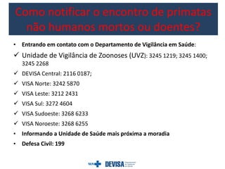 • Entrando em contato com o Departamento de Vigilância em Saúde:
 Unidade de Vigilância de Zoonoses (UVZ): 3245 1219; 3245 1400;
3245 2268
 DEVISA Central: 2116 0187;
 VISA Norte: 3242 5870
 VISA Leste: 3212 2431
 VISA Sul: 3272 4604
 VISA Sudoeste: 3268 6233
 VISA Noroeste: 3268 6255
• Informando a Unidade de Saúde mais próxima a moradia
• Defesa Civil: 199
Como notificar o encontro de primatas
não humanos mortos ou doentes?
 