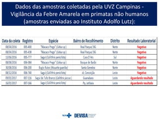 Dados das amostras coletadas pela UVZ Campinas -
Vigilância da Febre Amarela em primatas não humanos
(amostras enviadas ao Instituto Adolfo Lutz):
 