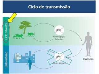 Ciclo de transmissão
 
