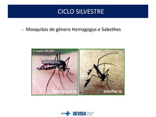 CICLO SILVESTRE
– Mosquitos de gênero Hemagogus e Sabethes
 