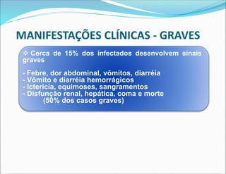 MANIFESTAÇÕES CLÍNICAS - GRAVES
 Cerca de 15% dos infectados desenvolvem sinais
graves
- Febre, dor abdominal, vômitos, diarréia
- Vômito e diarréia hemorrágicos
- Icterícia, equimoses, sangramentos
- Disfunção renal, hepática, coma e morte
(50% dos casos graves)
 