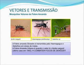 A Febre amarela Silvestre é transmitida pelo Haemagogus e
Sabethes em áreas de matas.
A Febre Amarela Urbana é quando o vetor é o Aedes aegypti
(último caso em 1942)  COMBATER FOCOS DE DENGUE!!!
A Febre amarela Silvestre é transmitida pelo Haemagogus e
Sabethes em áreas de matas.
A Febre Amarela Urbana é quando o vetor é o Aedes aegypti
(último caso em 1942)  COMBATER FOCOS DE DENGUE!!!
VETORES E TRANSMISSÃO
Mosquitos Vetores da Febre Amarela
 