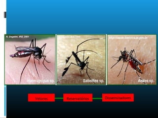 Vetores Reservatórios Disseminadores
 