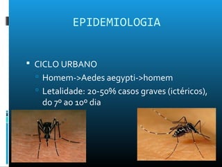 EPIDEMIOLOGIA
 CICLO URBANO
 Homem->Aedes aegypti->homem
 Letalidade: 20-50% casos graves (ictéricos),
do 7º ao 10º dia
 
