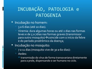 INCUBAÇÃO, PATOLOGIA e
PATOGENIA
 Incubação no homem:
 3 a 6 dias (até 10 dias).
 Viremia: dura algumas horas ou até 2 dias nas formas
leves e de 5 a 7dias nas formas graves (transmissor
para outro mosquito)coincide com o início da febre
e do período prodrômico da doença;
 Incubação no mosquito:
 7 a 11 dias (mosquito vive de 30 a 60 dias):
 Aedes:
 transmissão do vírus de forma transovariana diretamente
para a prole, dispensando o ser humano no ciclo.
 