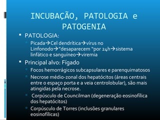  PATOLOGIA:
 PicadaCel dendríticavírus no
Linfonodo”desaparecem “por 24hsistema
linfático e sanguíneoviremia
 Principal alvo: Fígado
 Focos hemorrágicos subcapsulares e parenquimatosos
 Necrose médio-zonal dos hepatócitos (áreas centrais
entre o espaço porta e a veia centrolobular), são mais
atingidas pela necrose.
 Corpúsculo de Councilman (degeneração eosinofílica
dos hepatócitos)
 Corpúsculo de Torres (inclusões granulares
eosinofílicas)
INCUBAÇÃO, PATOLOGIA e
PATOGENIA
 