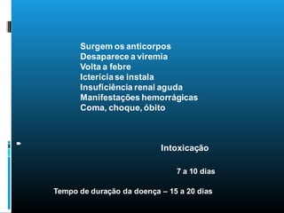 7 a 10 dias
Tempo de duração da doença – 15 a 20 dias
Intoxicação
Períodosdadoença
Surgem os anticorpos
Desaparece a viremia
Volta a febre
Icteríciase instala
Insuficiência renal aguda
Manifestações hemorrágicas
Coma, choque, óbito
 