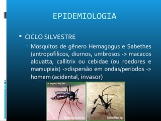 EPIDEMIOLOGIA
 CICLO SILVESTRE
 Mosquitos de gênero Hemagogus e Sabethes
(antropofilicos, diurnos, umbrosos -> macacos
alouatta, callitrix ou cebidae (ou roedores e
marsupiais) ->dispersão em ondas/períodos ->
homem (acidental, invasor)
 