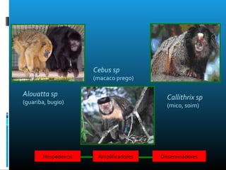 Alouatta sp
(guariba, bugio)
Foto: Rodrigo del Valle
Cebus sp
(macaco prego)
Callithrix sp
(mico, soim)
Hospedeiros Amplificadores Disseminadores
 