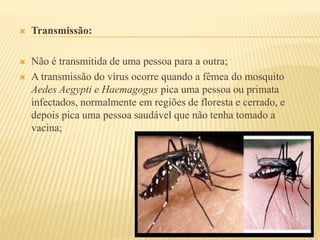  Transmissão: 
 Não é transmitida de uma pessoa para a outra; 
 A transmissão do vírus ocorre quando a fêmea do mosquito 
Aedes Aegypti e Haemagogus pica uma pessoa ou primata 
infectados, normalmente em regiões de floresta e cerrado, e 
depois pica uma pessoa saudável que não tenha tomado a 
vacina; 
 