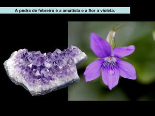 A pedra de febreiro é a amatista e a flor a violeta.
 