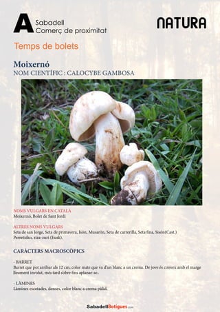 NATURASabadell
Comerç de proximitatA
Temps de bolets
CARÀCTERS MACROSCÒPICS
- BARRET
Barret que pot arribar als 12 cm, color mate que va d’un blanc a un crema. De jove és convex amb el marge
lleument involut, més tard s’obre fins aplanar-se..
- LÀMINES
Làmines escotades, denses, color blanc a crema pàlid.
NOMS VULGARS EN CATALÀ
Moixernó, Bolet de Sant Jordi
ALTRES NOMS VULGARS
Seta de san Jorge, Seta de primavera, Isón, Musarón, Seta de carrerilla, Seta fina, Sisón(Cast.)
Perretxiko, ziza-zuri (Eusk).
Moixernó
NOM CIENTÍFIC : CALOCYBE GAMBOSA
 
