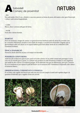 - PEU
Peu amb mides 3/8x1/3 cm., cilíndric o una mica panxut en forma de porra, del mateix color que el barret,ple
i robust i amb estries longitudinals.
- CARN
Blanca, dura i carnosa amb gust de farina.
- OLOR
Forta olor a farina humida.
HÀBITAT
Prats de muntanya, marges de camins i en general terrenys herbosos amb sòl calcari.Fa corrioles com
les carreretes (Marasmius oreades).Creix també als marges o corriols de les Rouredes i Fagedes que es
desenvolupen sobre sòl calcari (es en aquest habitat quant hem d’estar atents de no confondre’l amb
l’Entoloma lividum).
ÈPOCA D’APARICIÓ
Primavera desde abril fins al juny si el temps li és favorable.
POSSIBLES CONFUSIONS
Amb Inocybe erubescens quan és jove, però no fa olor a farina i té un umbó central més punxagut, la seva
carn vira al vermell quan es prem. La confusió més perillosa és amb l’Entoloma Lividum (o seta engañosa)
que també fa olor a farina i és realment paregut. Hi ha diferents trets que les diferencien, però per a resumir-
les, en el entoloma es pot separar la pell del barret i en el moixernó NO i l’entoloma té l’esporada color salmó i
el moixernó blanca.
OBSERVACIONS, CURIOSITATS I CONSELLS
És un bolet cada vegada més buscat que amb una mica de sort omple el cistell amb rapidesa degut a la
quantitat d’individus que a vegades surten als corriols.
www.tallerdebolets.com
Sabadell
Comerç de proximitatA NATURA
 