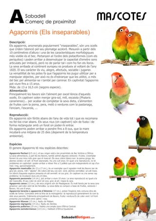 Sabadell
Comerç de proximitatA
Agapornis (Els inseparables)
MASCOTES
Descripció:
Els agapornis, anomenats popularment “inseparables”, són uns ocells
que criden l’atenció pel seu plomatge acolorit. Mesuren a partir dels
10 centímetres d’altura i una de les característiques morfològiques
més visible és el bec. Pertanyen al l’ordre dels psitaciformes (com els
periquitos) i poden arribar a desenvolupar la capacitat d’emetre sons
articulats per imitació, però no de parlar tal i com ho fan els lloros.
La seva arribada al continent europeu es produeix al voltant de l’any
1820. El seu caràcter és viu, alegre, afectuós, sociable i juganer.
La versatilitat de les potes fa que l’agapornis les pugui utilitzar per a
manipular objectes, per això no és d’estranyar que les utilitzi, a més
del bec per alimentar-se i també per caminar. En captivitat l’agapornis
pot viure fins a 15 anys.
Mida: de 13 a 16,5 cm (segons especie).
Alimentació:
Principalment les llavors són l’aliment per excel·lència d’aquests
ocells. En captiveri solen menjar gira-sol, mill, escaiola (Phalaris
canariensis)... per acabar de completar la seva dieta, s’alimenten
de fruites com la poma, pera, meló o verdures com la pastanaga,
l’enciam, l’escarola, ...
Reproducció:
Els agapornis són fèrtils abans de l’any de vida tot i que es recomana
no fer-los criar abans. Els seus nius (en captiveri) són de fusta i de
forma rectangular amb un forat on poder-hi entrar.
Els agapornis poden arribar a pondre fins a 8 ous, que la mare
incubarà una mitjana de 25 dies (depenent de la temperatura
ambiental).
Espècies
El genere Agapornis té nou espècies descrites:
Agapornis fischeri (15 cm.), el seu origen està a les proximitats de llac Victòria a l’Àfrica.
La seva alimentació, a part les les llavors, també admet algunes verdures i fruites. L’exemplar
femení és una mica més gran que el masculí. Els seus colors bàsics son: la panxa groga, les
plomes verdes i el coll i el front ataronjats. Viu uns vuit anys. En quan a la reproducció, no té
problemes en captivitat i poden arribar a néixer fins a 5 pollets que són independents al cap d’un
mes i mig, aproximadament.
Agapornis roseicollis (de 15 a 17 cm.), és un exemplar que li agraden molt les llavors tan de
gira-sol, avena, mill i “alpiste”. Els colors del seu cos són: verd, plomes vermelles i al coll roses.
Un híbrid d’aquesta espècie presenta el coll vermell i el cos groc. En captiveri es cria sense cap
problema i la incubació dura uns 23 dies.
Agapornis personata (14 cm.), pot arribar a viure 10 anys. La seva reproducció es igual a la
del roseicollis. El seu color és verd (al cos), groc al pit i negra la cara.
Agapornis canus (13 cm.), els seus orígens són de Madagascar. És molt famós per la seva cara
grisenca i pel color verd de les femelles. La seva dieta es compon a base de fruites, verdures i
llavors. Viu uns 8 anys..
Agapornis taranta o agapornis d’Abisinia (17 cm.), potser l’espècie més comuna dins els
ocells de l’amor. Coincideix amb la línia de la monogàmia i la reproducció generalment és com la
dels seus parents. S’alimenta principalment de llavors, fruita i verdura.És de color verd i el front
presenta una tonalitat entre salmó i rosa.
Agapornis lilianae (13 cm.). Nadiu de Malawi.
Agapornis nigrigenis (14 cm.). Nadiu de Zàmbia.
Agapornis pullarius (15 cm.). Habita una ampla zona d’Àfrica Central.
Agapornis swindernianus (13.5 cm.). Habitant d’Àfrica Equatorial.
 