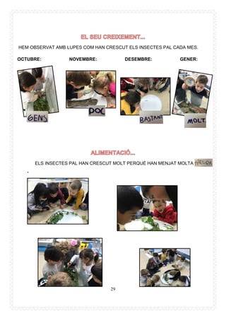 29
HEM OBSERVAT AMB LUPES COM HAN CRESCUT ELS INSECTES PAL CADA MES.
OCTUBRE: NOVEMBRE: DESEMBRE: GENER:
ELS INSECTES PAL HAN CRESCUT MOLT PERQUÈ HAN MENJAT MOLTA
.
 