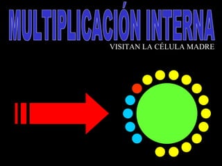 MULTIPLICACIÓN INTERNA VISITAN LA CÉLULA MADRE 