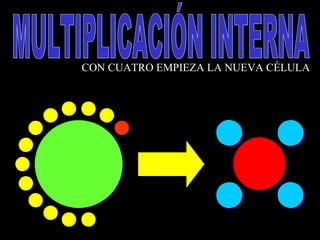 MULTIPLICACIÓN INTERNA CON CUATRO EMPIEZA LA NUEVA CÉLULA 