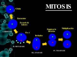 MITOSIS I. PROFASE II. METAFASE III. ANAFASE IV. TELOFASE Célula Encuentro Escuela de Líderes O x 4 Invitados Empieza la División Multiplicación 