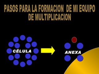 PASOS PARA LA FORMACION  DE MI EQUIPO  DE MULTIPLICACION CÉLULA ANEXA 