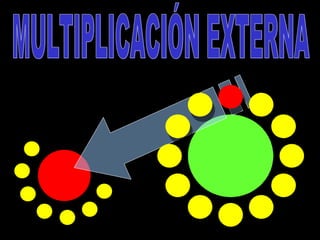 MULTIPLICACIÓN EXTERNA 