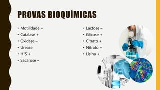 • Motilidade +
• Catalase +
• Oxidase –
• Urease
• H²S +
• Sacarose –
• Lactose –
• Glicose +
• Citrato +
• Nitrato +
• Lisina +
PROVAS BIOQUÍMICAS
 