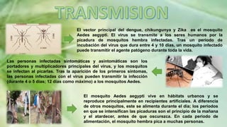 El mosquito Aedes aegypti vive en hábitats urbanos y se
reproduce principalmente en recipientes artificiales. A diferencia
de otros mosquitos, este se alimenta durante el día; los periodos
en que se intensifican las picaduras son el principio de la mañana
y el atardecer, antes de que oscurezca. En cada periodo de
alimentación, el mosquito hembra pica a muchas personas.
El vector principal del dengue, chikungunya y Zika es el mosquito
Aedes aegypti. El virus se transmite a los seres humanos por la
picadura de mosquitos hembra infectadas. Tras un periodo de
incubación del virus que dura entre 4 y 10 días, un mosquito infectado
puede transmitir el agente patógeno durante toda la vida.
Las personas infectadas sintomáticas y asintomáticas son los
portadores y multiplicadores principales del virus, y los mosquitos
se infectan al picarlas. Tras la aparición de los primeros síntomas,
las personas infectadas con el virus pueden transmitir la infección
(durante 4 o 5 días; 12 días como máximo) a los mosquitos Aedes.
 