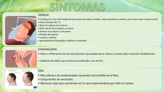 DENGUE
•El dengue es una enfermedad de tipo gripal que afecta a bebés, niños pequeños y adultos, pero raras veces resulta mortal.
•fiebre elevada (40 °C)
•dolor de cabeza muy intenso
•dolor detrás de los globos oculares
•dolores musculares y articulares
•Perdida del apetito
•náuseas, vómitos
•agrandamiento de ganglios linfáticos o salpullido.
CHIKUNGUNYA
• Dolor e inflamación de las articulaciones que puede durar meses e incluso años haciendo rehabilitación.
• Doblarse del dolor que muchos lo confunden con artritis.
ZIKA
• Mas afecta a las embarazadas causando microcefalia en el feto.
• Conjuntivitis sin secreción.
• Manchas rojas que comienzan en la cara esparciéndose por todo el cuerpo.
 