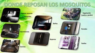 Lugares oscuros
y tranquilos
Dormitorios
Cocinas
Baños
Vegetación
( patio o jardín)
Roperos
Paredes
Toallas
 