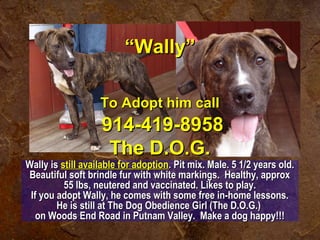 Wally isWally is still available for adoptionstill available for adoption. Pit mix. Male. 5 1/2 years old.. Pit mix. Male. 5 1/2 years old.
Beautiful soft brindle fur with white markings. Healthy, approxBeautiful soft brindle fur with white markings. Healthy, approx
55 lbs, neutered and vaccinated. Likes to play.55 lbs, neutered and vaccinated. Likes to play.
If you adopt Wally, he comes with some free in-home lessons.If you adopt Wally, he comes with some free in-home lessons.
He is still at The Dog Obedience Girl (The D.O.G.)He is still at The Dog Obedience Girl (The D.O.G.)
on Woods End Road in Putnam Valley. Make a dog happy!!!on Woods End Road in Putnam Valley. Make a dog happy!!!
““Wally”Wally”
To Adopt him callTo Adopt him call
914-419-8958914-419-8958
The D.O.G.The D.O.G.
 