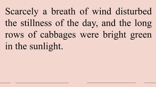 Scarcely a breath of wind disturbed
the stillness of the day, and the long
rows of cabbages were bright green
in the sunlight.
 