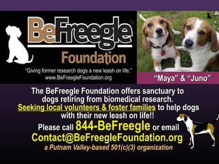 The BeFreegle Foundation offers sanctuary toThe BeFreegle Foundation offers sanctuary to
dogs retiring from biomedical research.dogs retiring from biomedical research.
Seeking local volunteers & foster familiesSeeking local volunteers & foster families to help dogsto help dogs
with their new leash on life!!with their new leash on life!!
Please callPlease call 844-BeFreegle844-BeFreegle or emailor email
Contact@BeFreegleFoundation.orgContact@BeFreegleFoundation.org
a Putnam Valley-based 501(c)(3) organizationa Putnam Valley-based 501(c)(3) organization
““Maya” & “Juno”Maya” & “Juno”
 
