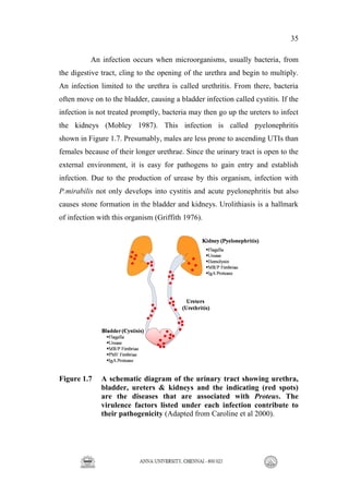 35
An infection occurs when microorganisms, usually bacteria, from
the digestive tract, cling to the opening of the urethra and begin to multiply.
An infection limited to the urethra is called urethritis. From there, bacteria
often move on to the bladder, causing a bladder infection called cystitis. If the
infection is not treated promptly, bacteria may then go up the ureters to infect
the kidneys (Mobley 1987). This infection is called pyelonephritis
shown in Figure 1.7. Presumably, males are less prone to ascending UTIs than
females because of their longer urethrae. Since the urinary tract is open to the
external environment, it is easy for pathogens to gain entry and establish
infection. Due to the production of urease by this organism, infection with
P.mirabilis not only develops into cystitis and acute pyelonephritis but also
causes stone formation in the bladder and kidneys. Urolithiasis is a hallmark
of infection with this organism (Griffith 1976).
Figure 1.7 A schematic diagram of the urinary tract showing urethra,
bladder, ureters & kidneys and the indicating (red spots)
are the diseases that are associated with Proteus. The
virulence factors listed under each infection contribute to
their pathogenicity (Adapted from Caroline et al 2000).
 