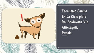 Fecalismo Canino
En La Ciclo pista
Del Boulevard Vía
Atlixcáyotl,
Puebla.
 