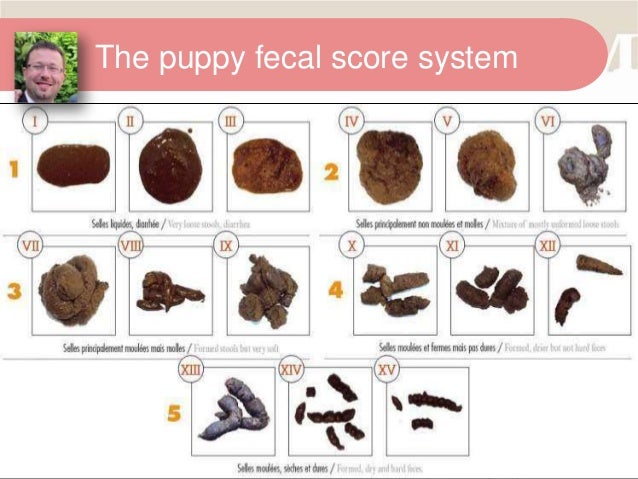Canine Fecal Score