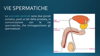 vescicole seminali
 