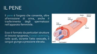 pene
corpi cavernosi
 